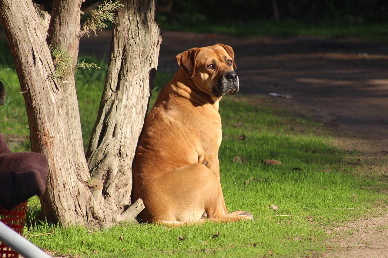 En este momento estás viendo Los 10 Perros Más Grandes del Mundo: Mastín Inglés