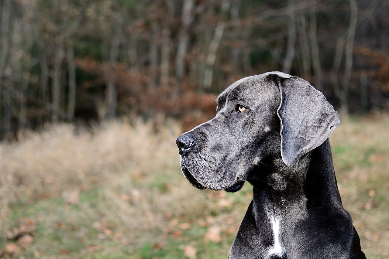 En este momento estás viendo Los 10 Perros Más Grandes del Mundo: Gran Danés