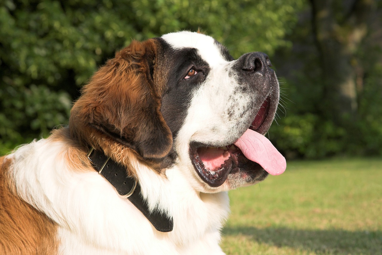 En este momento estás viendo Los 10 Perros Más Grandes del Mundo: San Bernardo