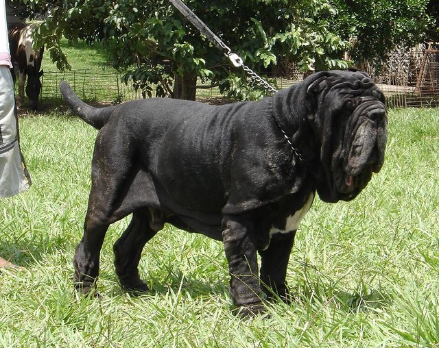 En este momento estás viendo Los 10 Perros Más Grandes del Mundo: Dogo del Tíbet